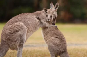 Mother and Baby Kangaroo Hug_shutterstock
